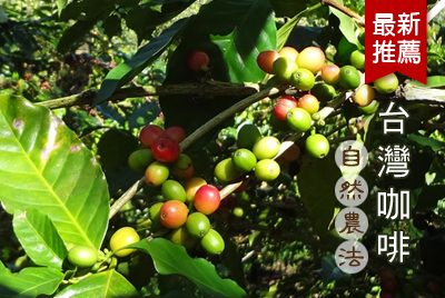台灣咖啡豆